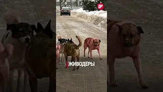 В Альметьевске в черте города неизвестные травят и убивают собак - #ТопДня