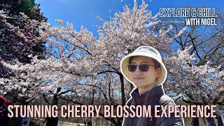 CHERRY BLOSSOM VIEWING 2024 | Stunningly Blooming Sakura in High Park, Toronto 🌸