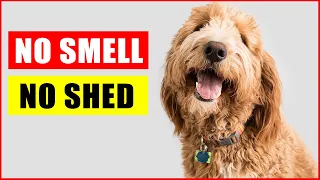 Top 14 Dog Breeds That Don't Shed or Smell