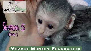 Season 5 has begun: little orphan baby monkey Roddy the first to arrive, orphan Charlotte doing well