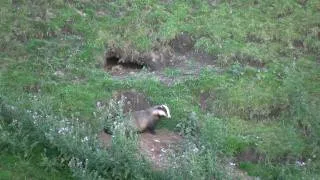 Wild Scottish Badgers - trouble with cattle
