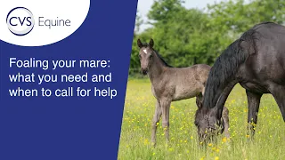 Foaling your Mare: what you need and when to call for help