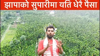 यति धेरै पैसा झापाको सुपारी बर्षमा अर्बौ कारोबार  Jhapa Supaari / Bhagya Neupane