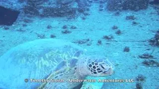 Sea Tiger Turtles