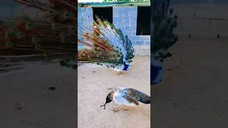White peacock，Peacock opening feathers #shorts