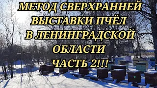 Метод сверхранней выставки пчёл в Ленинградской области часть 2 !