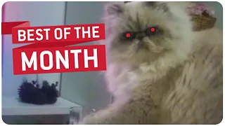 Cat Has the Eyes of the Devil | Best Videos of the Month || JukinVideo