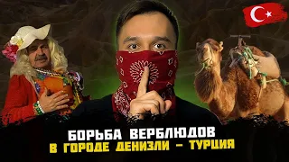 ФЕСТИВАЛЬ БОРЬБЫ ВЕРБЛЮДОВ + Встретил Туркиш Леди Диану. Турция 2023 Денизли