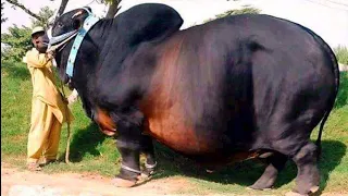 Surti Cattle Farm Biggest Qurbani Bulls  Eid al-Adha Collection