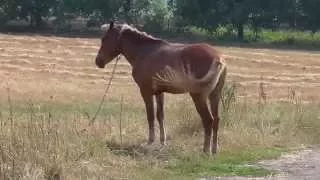 Horse - Лошадь - Кінь