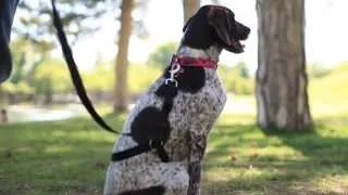 Train Your Dog to Stop Pulling On Leash