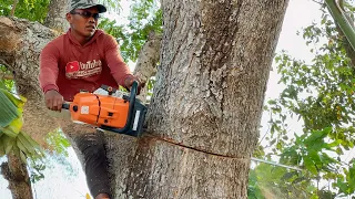 It's so easy... Cut down old trembesi tree, blackened solid wood grain!!