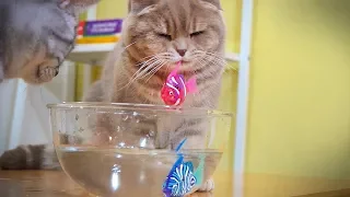 Cats React to Robotic Fish [SURI&NOEL CAT's STORY]