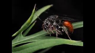 velvet ants mating