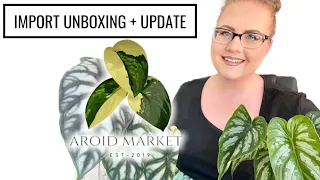 Aroid Market Import Unboxing & Review + Two Week Update | Importing + Acclimating Rare Plants