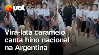 Vira-lata caramelo Copito invade escola e canta hino nacional na Argentina