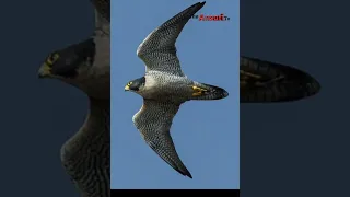 Fastest Creature on the Planet | Peregrine Falcon | The Living Missile