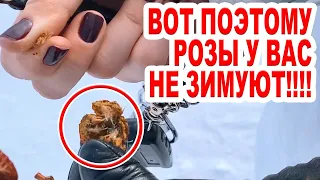 КАК ЗИМУЮТ РОЗЫ В СИБИРИ? РАСКРЫВАЕМ ГЛАВНЫЙ СЕКРЕТ