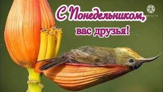 Ух, ты, опять понедельник! Доброе утро понедельника! Музыкальная видео открытка.