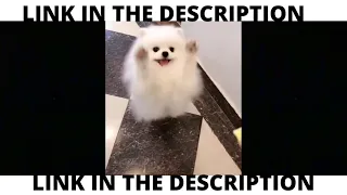 Cute TikTok Pets to Cure All Your Sadness ♥ Cutest Pets #SHORTS