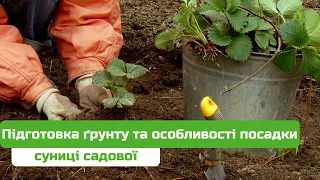 Підготовка ґрунту та особливості посадки суниці садової