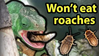 How to get your chameleon to like dubia roaches