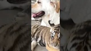Amor verdadero: perrita adopta a cachorros de tigre. #perroslindos