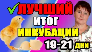 Лучший итог инкубации. Важные моменты 19-21 дня инкубации.