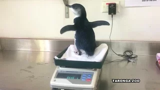 Pinguin-Findelkind wird aufgepäppelt