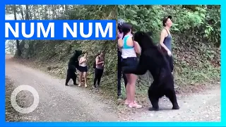 Black Bear Nibbles at Fearless Hiker in Mexico