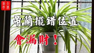 【植物風水】吊蘭擺錯位置會漏財，90%的人肯定不知道，教你正確的擺放！