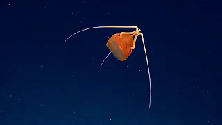 Mysterious Jellyfish Found in Remote Pacific Depths | Nautilus Live