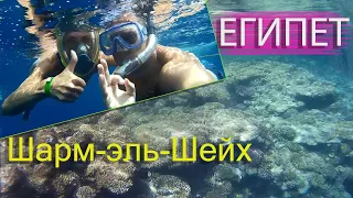 ЕГИПЕТ. Шарм-эль-Шейх. Риф отеля Rehana Royal Beach Resort & Spa