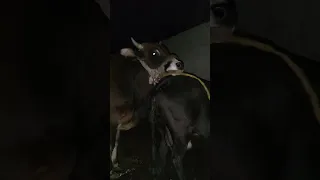 cow mating at night #cow #breeding #animal#viral