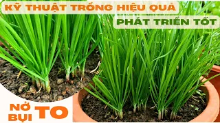 Cách trồng hẹ xanh tốt nở bụi to | chives plant care