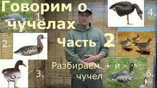 Говорим о чучелах часть 2/Разбор чучел/Опыт команды ПроГусь