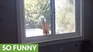 Surprised squirrel jumps after being caught in bird feeder