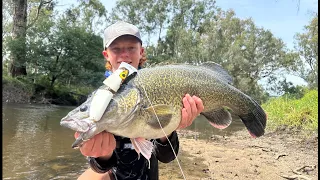 Murray Cod Fishing In The Clearest Skinny Water