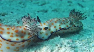 Подводный мир Красного моря (Египет) - невероятная красота!