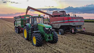 Żniwa 2022 ☆ Pszenica ☆ Massey Ferguson ☆ Bizon ☆ 2x John Deere ☆ Metaltech ☆ Pronar ☆