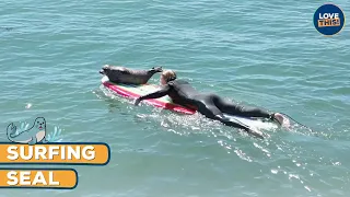 Surfing seal pup is desperate to catch a wave! 🦭🌊 | LOVE THIS!