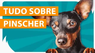 COMO É TER UM PINSCHER MINIATURA: temperamento + dicas e curiosidades 🐶