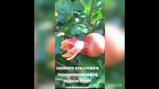 Обязательно скажите эти слова в понедельник и вся неделя будет удачная #Shorts