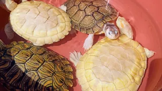 Actualización de mis tortugas 🐢 Trachemys, Pseudemys, Chrysemys, Malaclemys y Graptemys