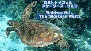 「アオウミガメ」「Green turtle」【4k 水中 UNDERWATER】【宮古島　海　サンゴ　魚　シュノーケリング　水族館　観光　移住】