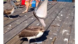 Pelican Swallows A Whole Fish