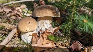 Грибів ніде нема! АЛЕ МИ ЇХ ЗНАЙШЛИ, ЦІЛА ПОЛЯНА! КАРПАТИ. БІЛІ ГРИБИ.