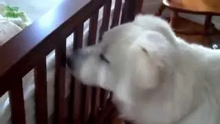 CupOfFunny - Dogs Meeting Babies for the First Time Compilation 2014 HD