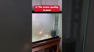 Why are my goldfish gasping at the surface of the water?