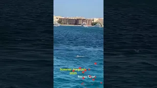 Dolphin 🐬 In Hurghada 😍 Egypt #shorts